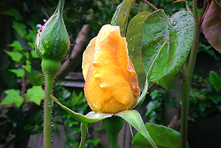 YellowRosebudRain