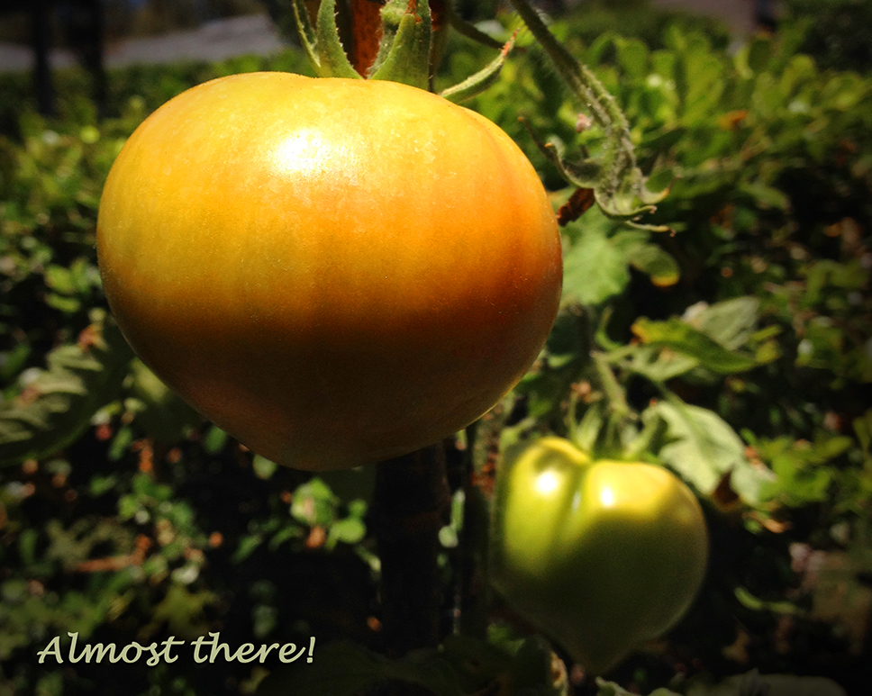 Yellowish Tomatoes