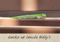 gecko