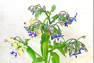Borage