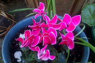 Cyclamen