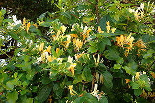 Honeysuckle