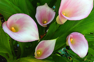 PinkCallas