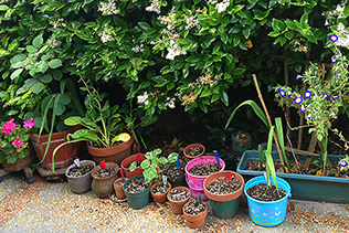 SeedlingPots